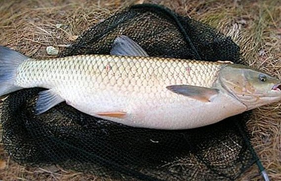 Pysgota Rwsia - carp carp