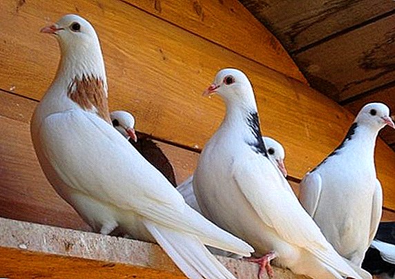 Russian nga mga liwat sa mga pigeons: paghulagway, litrato