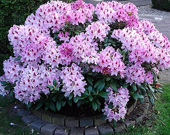Rhododendron бакча: Moscow жана Ленинград облусунун өсүп