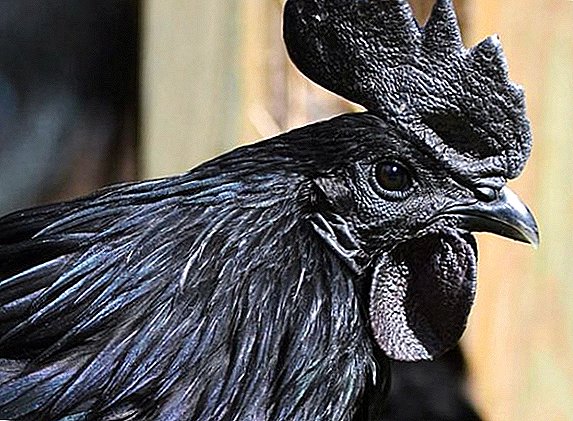 A raza máis raras de galiñas - Ayam Tsemani