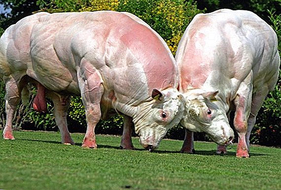 Најголеми бикови во светот