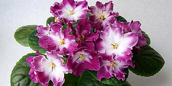एक वर्णन आणि फोटो सह violets सर्वात सुंदर वाण