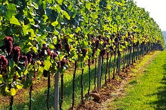 Најдобри совети за садење грозје во есен и пролет