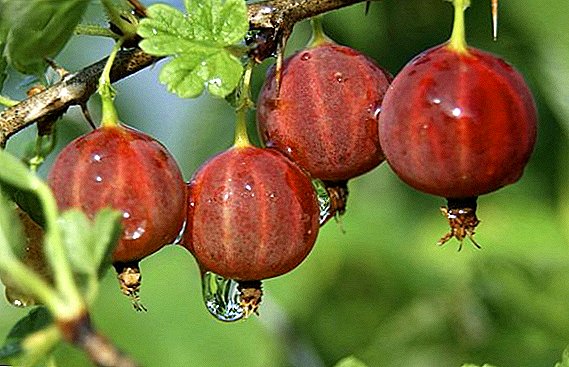 Variétas paling populér jeung pangalusna tina gooseberry