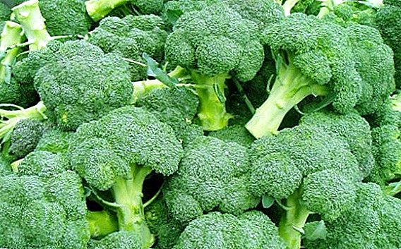 Na cineálacha broccoli is coitianta