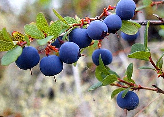 Izinhlobo ezidume kakhulu ze-blueberries nezici zazo