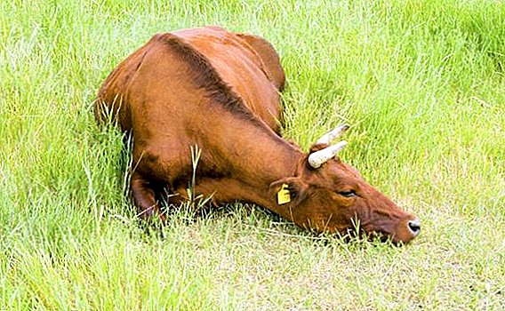 Die meeste diere en vleisrasse van koeie in Rusland