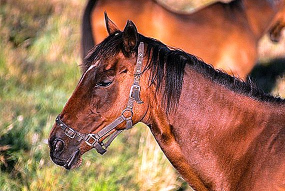 Ձիերով սափը `ախտանշանները, բուժումը եւ կանխարգելումը