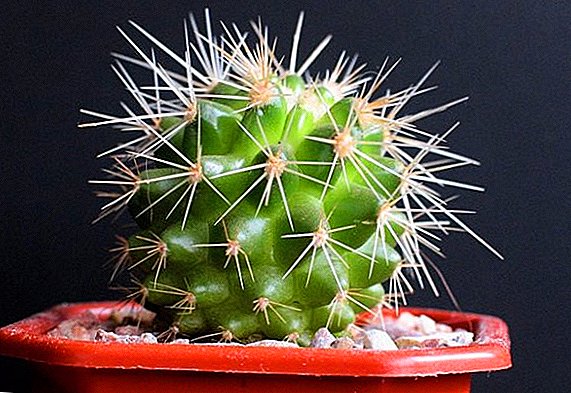 Tunapanda na kutunza cactus kwa usahihi