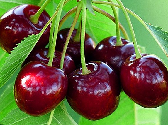 Kupanda cherries: Inawezekana kukua mti nje ya taka?