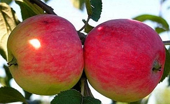 Шинондани Apple Tree "Melba": дар бораи хусусиятҳои гуногун ва талабот барои ниҳолшинонӣ ва ғамхорӣ