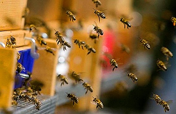 အဆိုပါ apiary မှထုတ်ကုန်ကိုဘယ်လိုသွားရမလဲတော်ဝင်ဂျယ်လီ၏စုဆောင်းခြင်း,