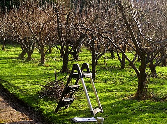 Rahasia rejuvenating pruning saka wit woh, tips lan saran ing rejuvenation Garden