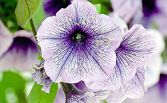 Petunia fekundsekretoj: kiel nutri planton por abunda florado