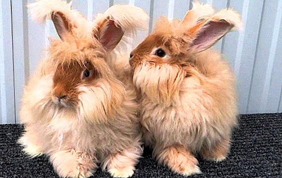 Тајните на успешното одгледување на ангорските зајаци