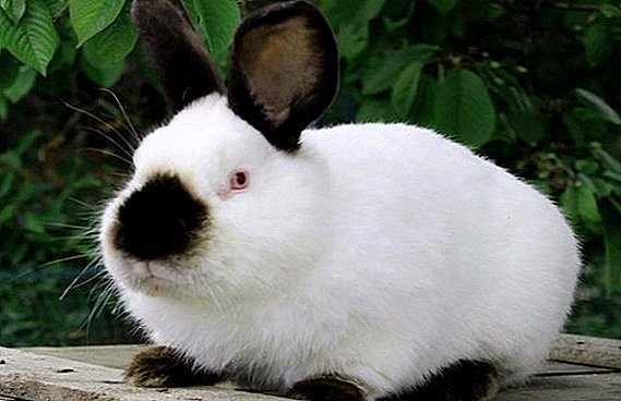 ຄວາມລັບຂອງການປັບປຸງສົບຜົນສໍາເລັດ rabbit Californian