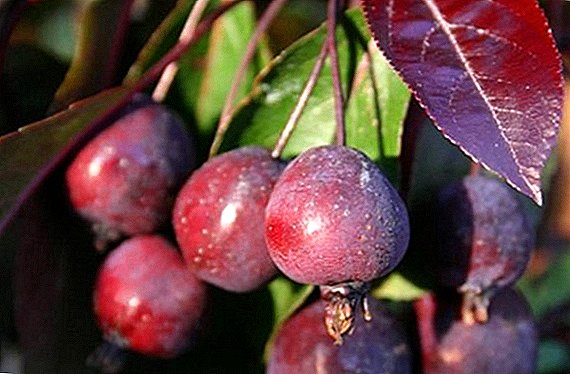 Դեկորատիվ խնձորի «Ռոյալթի» հաջող աճեցման գաղտնիքները