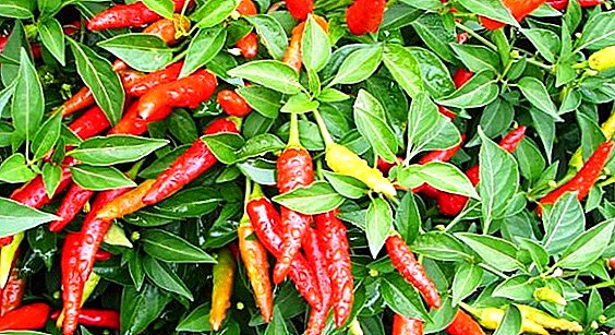 Գաղտնիքները հաջողակ մշակման chili peppers է windowsill