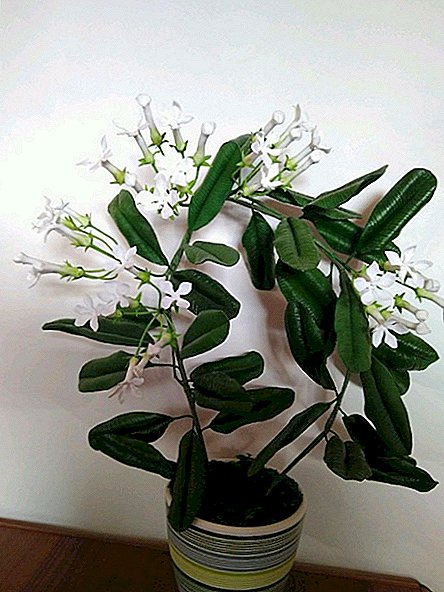 Secrets of the successful stephanotis successful at home