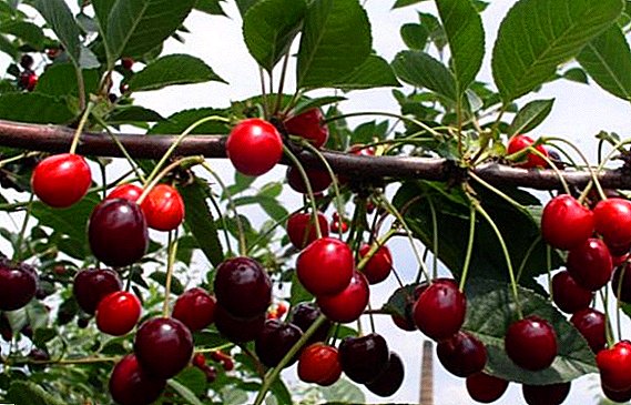 Тајните на успешното одгледување на цреша "Фрост"