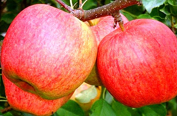 सेब "चैंपियन" को सफल खेती को रहस्य