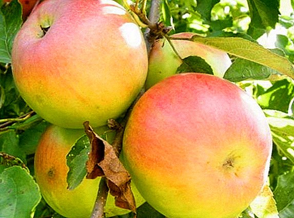 ვაშლის ხეების წარმატებული გაშენების საიდუმლოებები "იმეროსი"