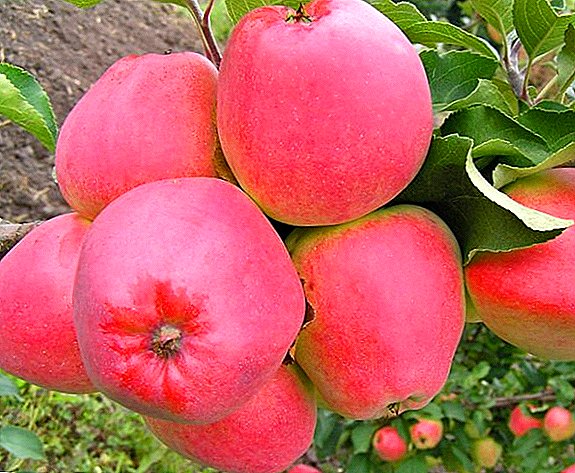 Nzuzo nke ihe ịga nke ọma cultivation nke apple osisi "Kandil Orlovsky"