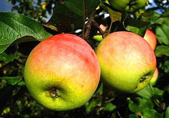 Sekretet e kultivimit të suksesshëm të pemëve të molle "Bukuri Bashkir"