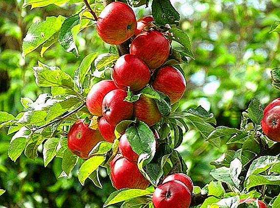 Geheimnisse vun der erfollegräich Kultivatioun vum Apel "Berkutovskoe"