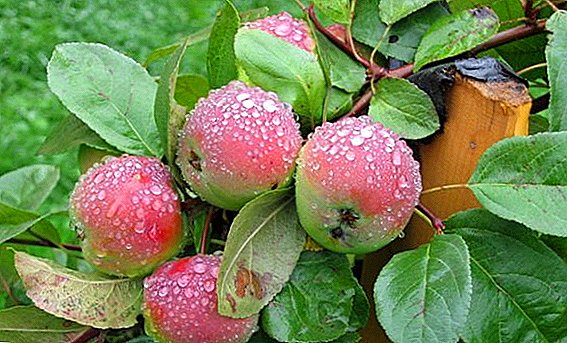 सफरचंद क्रसा सॉर्व्हड्लोव्हस्कच्या यशस्वी शेतीविषयीचे रहस्य