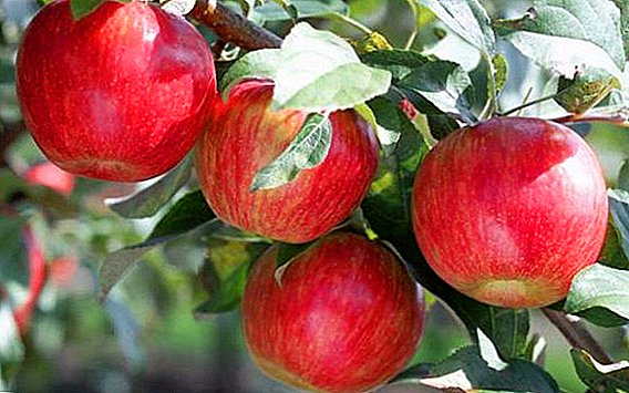 Geheimnisse vun der erfollegräich Kultivatioun vum Apfel "Pippin Safran"