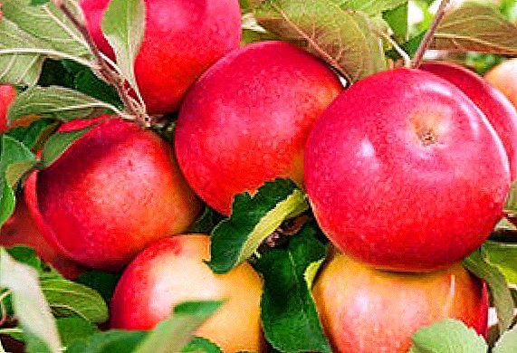 «Ուրալեց» խնձորի ծառերի հաջող զարգացումը գաղտնիքները