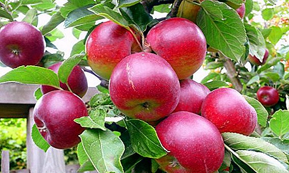 Secrets of the successful successful of apple "Asterisk"