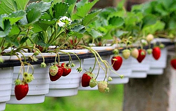 Asirin girma strawberry strawberries: dasa da kuma kula berries a gonar