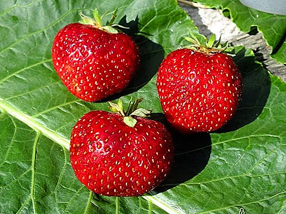 Asirin girma strawberry "Malvina" a kan shafin