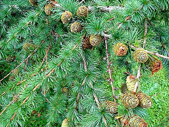 Secrets of larch growing: planting and caring
