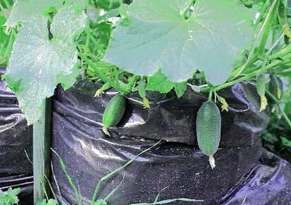 A asirin girma cucumbers a jaka