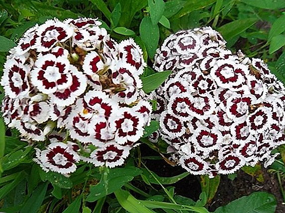 Secreta crescente carnation Turcorum, sementis et cura