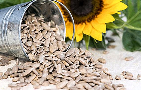 Seme suncokreta: sastav i sadržaj kalorija koji može biti koristan za organizam, koji se ne preporučuje za upotrebu