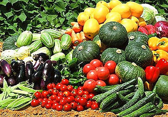 Ротација на култури на зеленчукови култури: што да се засади по што, како правилно да се планираат културите