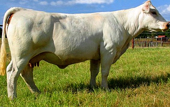 Sharolez раса на крави