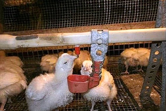 Антибиотик, витамин агуулсан broiler тахиа тэжээх схем