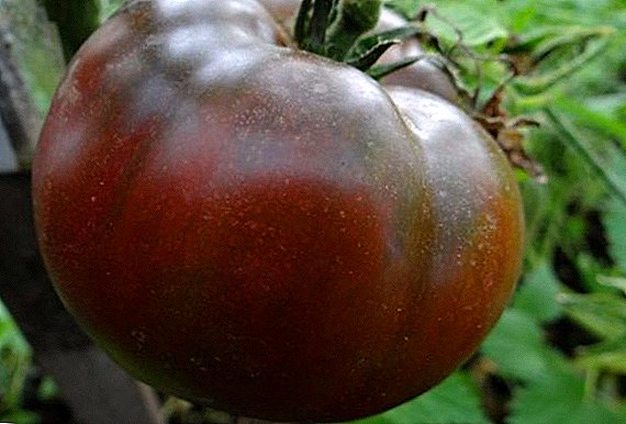 "Coklat" tomat: fitur lan ciri sing berkembang