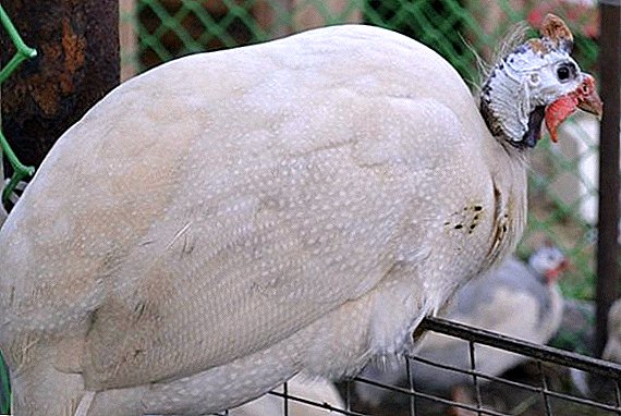 Siberian White Guinea Fowl: Mga Kasukwahi sa Pagtipig sa Panimalay