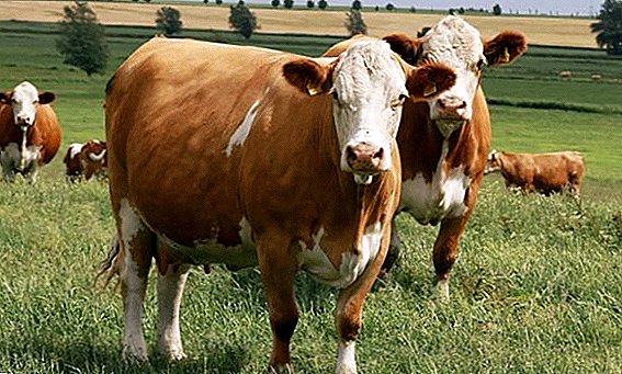 ગાયોની સામાન્ય જાતિ: કાળજી કેવી રીતે કરવી, અને ઘરે કેવી રીતે ખવડાવવી