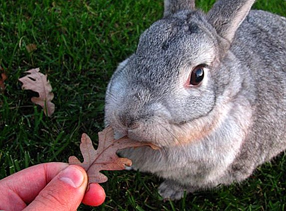 یہ کتنا وقت لگتا ہے اور خرگوش چوسنے کی عادت کا تعین کیسے کرتا ہے