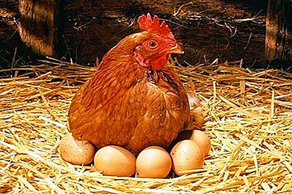 Hoeveel dae inkubineer die hoender eiers?