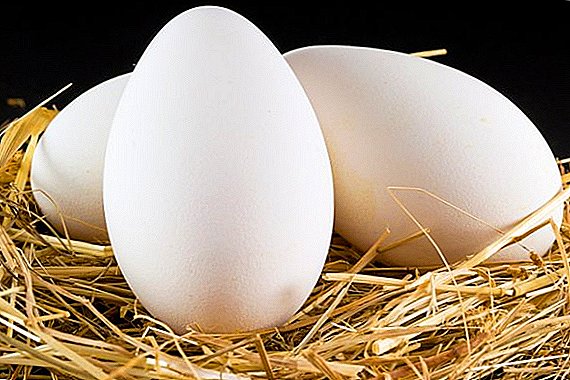 چند تخم مرغ غاز و برای انکوباتور ذخیره می شود