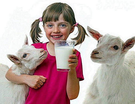 Canto leite dá unha cabra por día