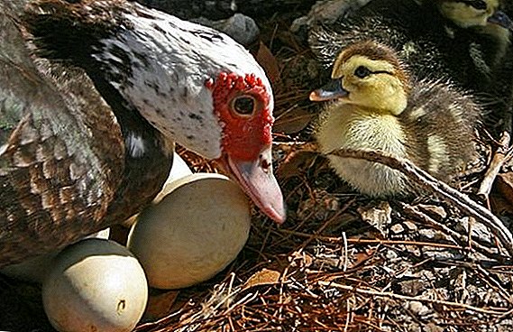 چه مدت اردک برای تخم مرغ روی تخم مرغ می نشیند